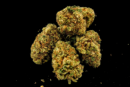 Fleur de CBD Monster Kush – Indoor
