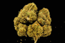 Fleur de CBD Strawberry Haze – Indoor