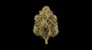 Fleur de CBD MANDARINA BUDDAHRK – OUTDOOR